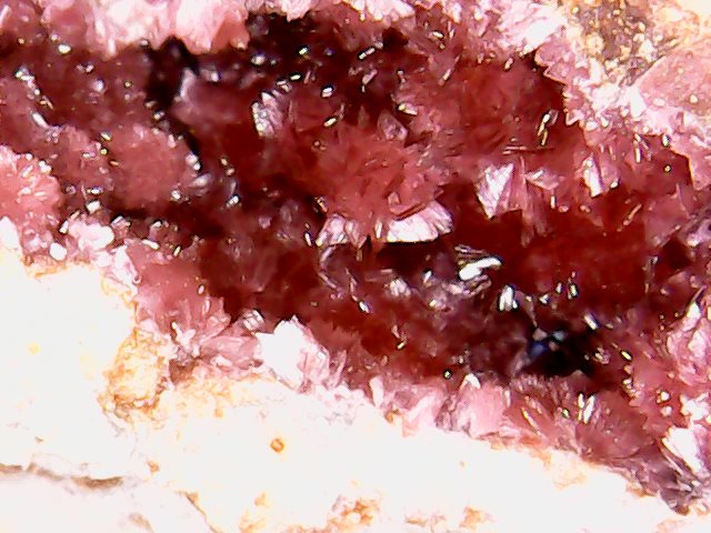 Eritrina
1 cm
(Autor: Obsi)