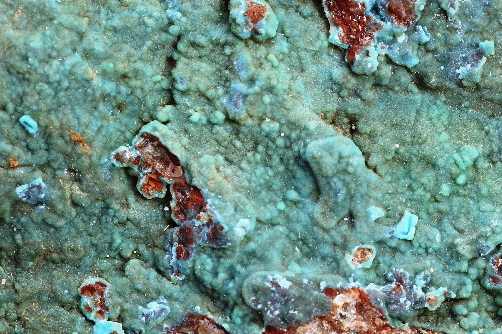 Turquesa
68x42 mm
(Autor: Juan Espino)