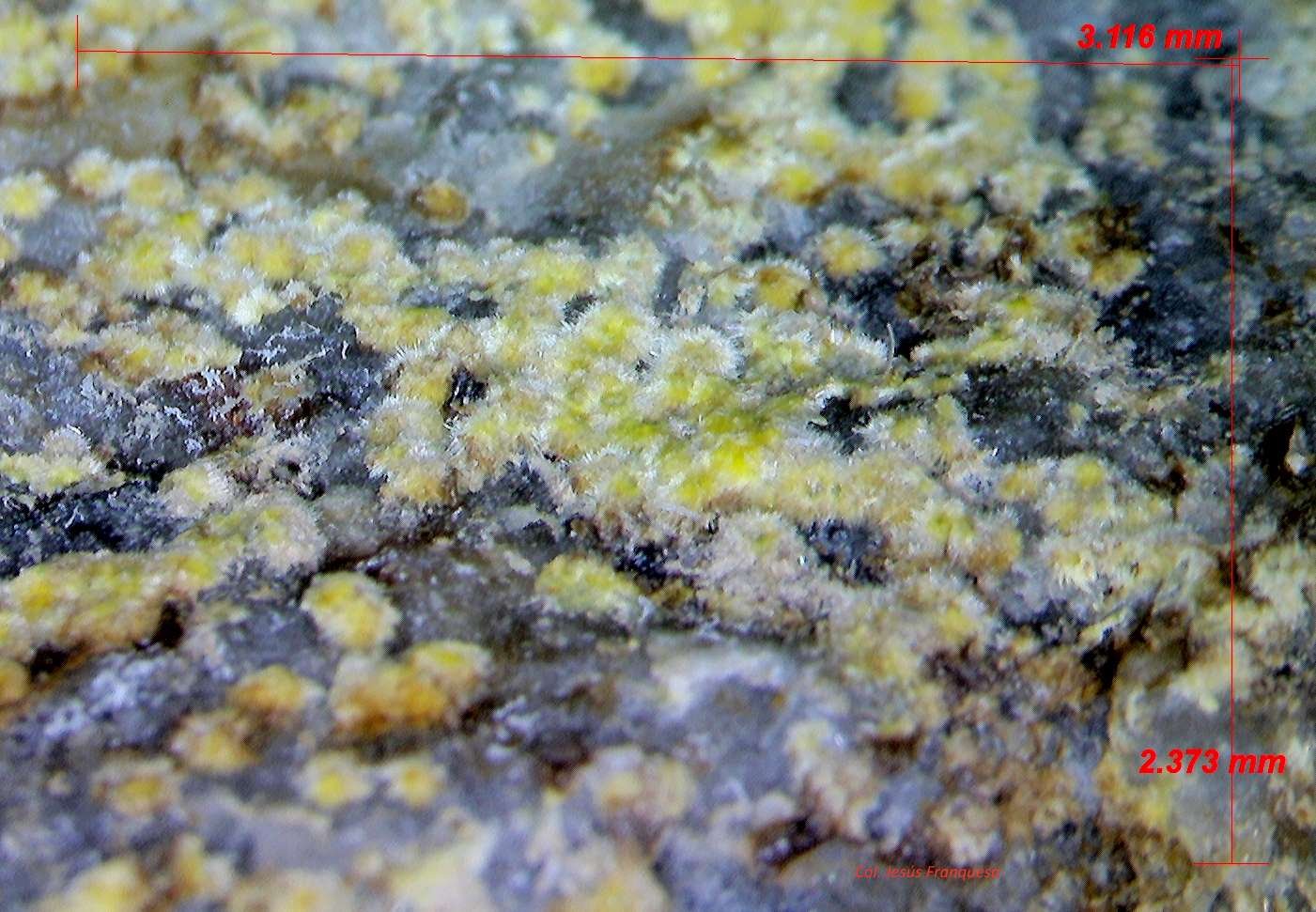Uranofana
3´116 x 2´373 mm.
(Autor: Jesus Franquesa Baucells)