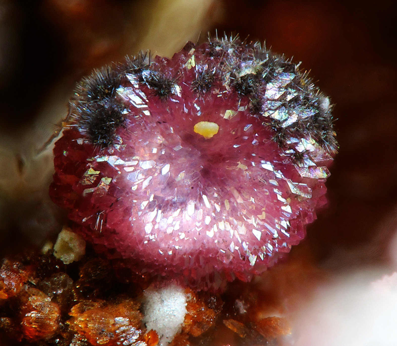 Variscita
fov 2 mm
(Autor: Foro FMF)