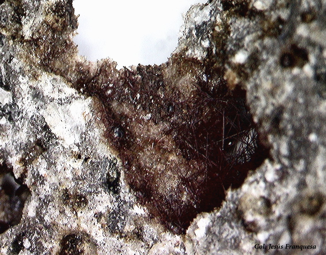Vonsenita.
2´02 x1´53 mm.
(Autor: Jesus Franquesa Baucells)