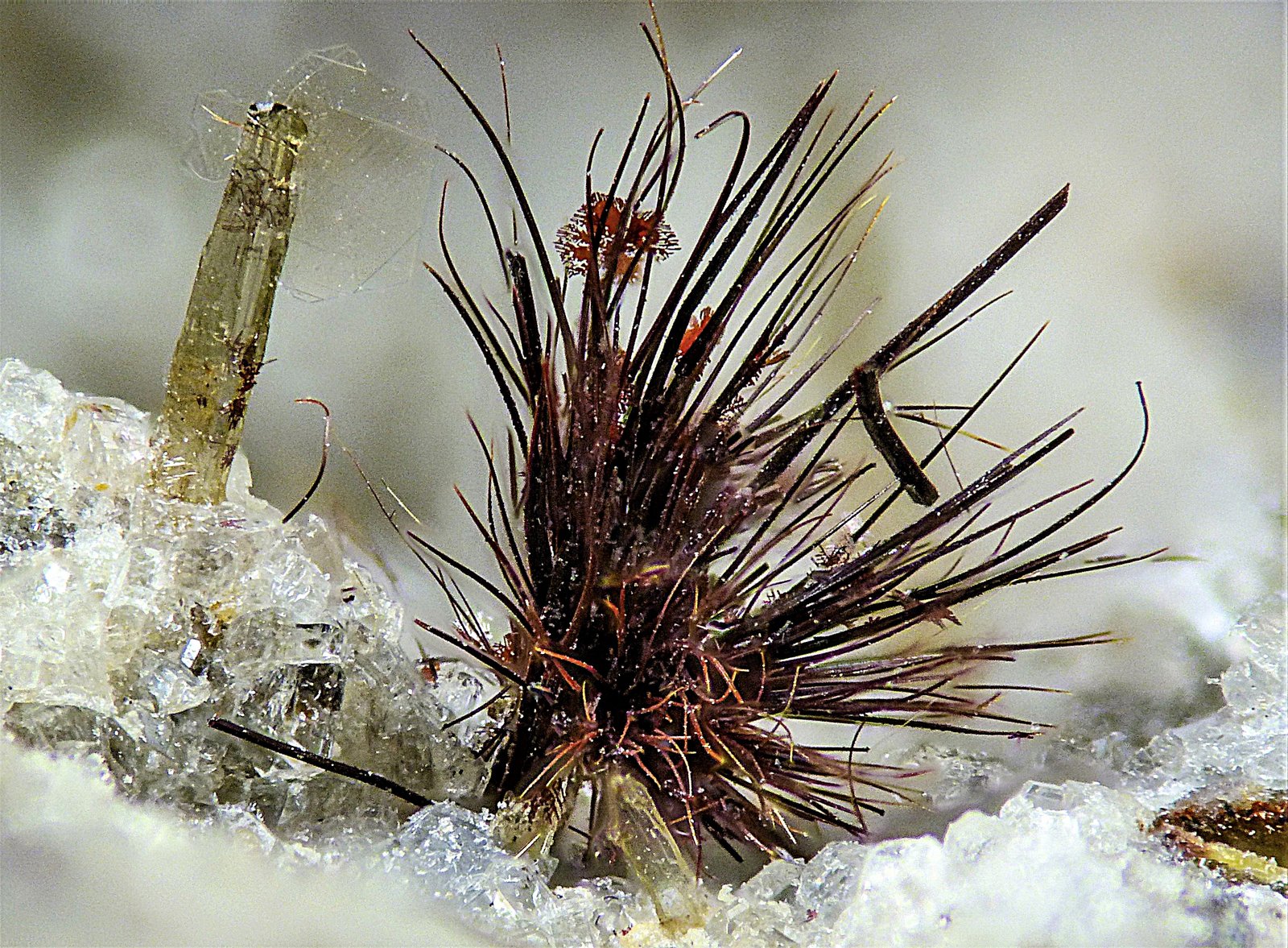 Warwickita
2 mm
(Autor: Borja Sainz de Baranda)