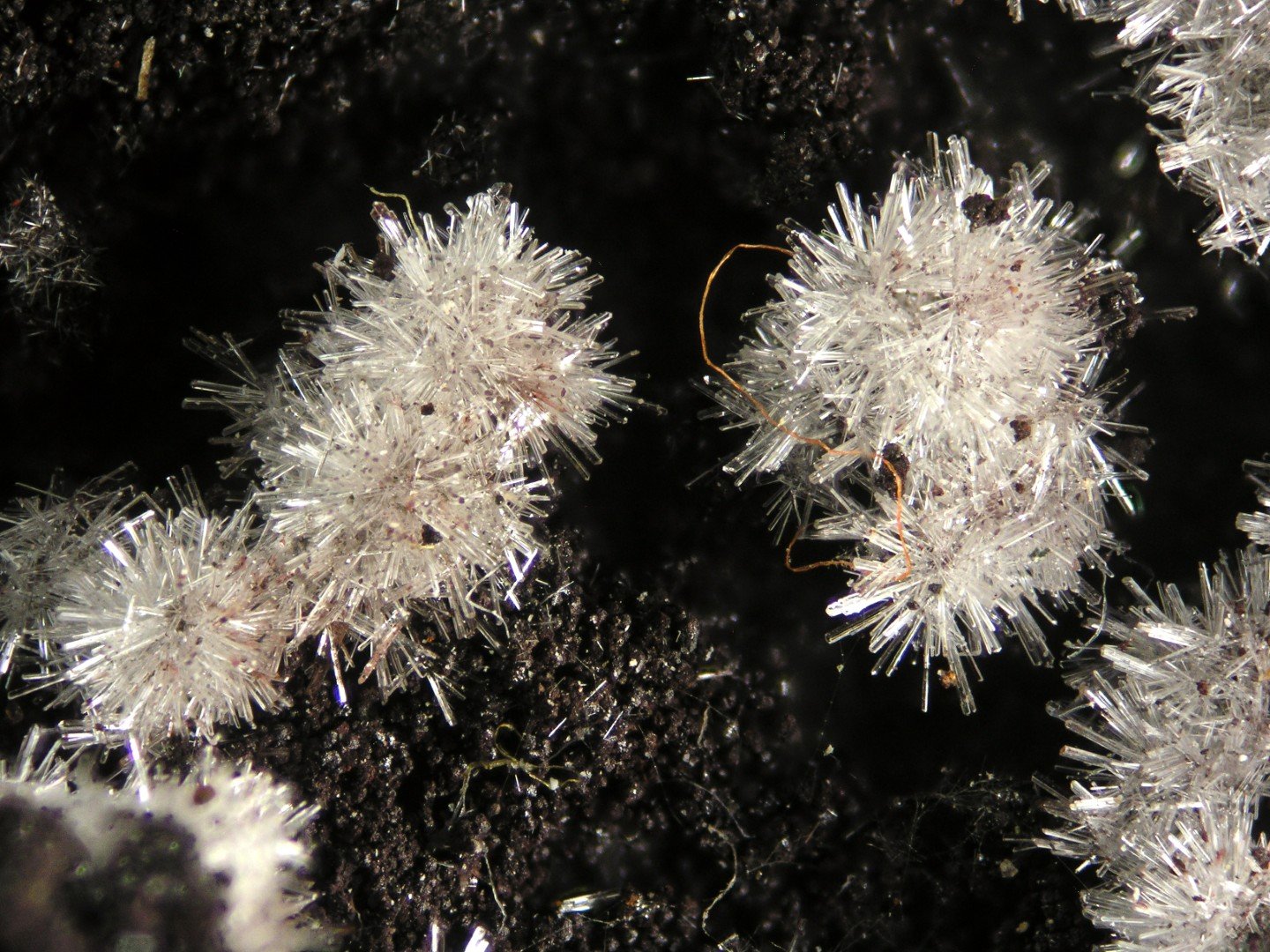 Wavellita
FOV 0.5 cm
(Autor: Cesar M. Salvan)
