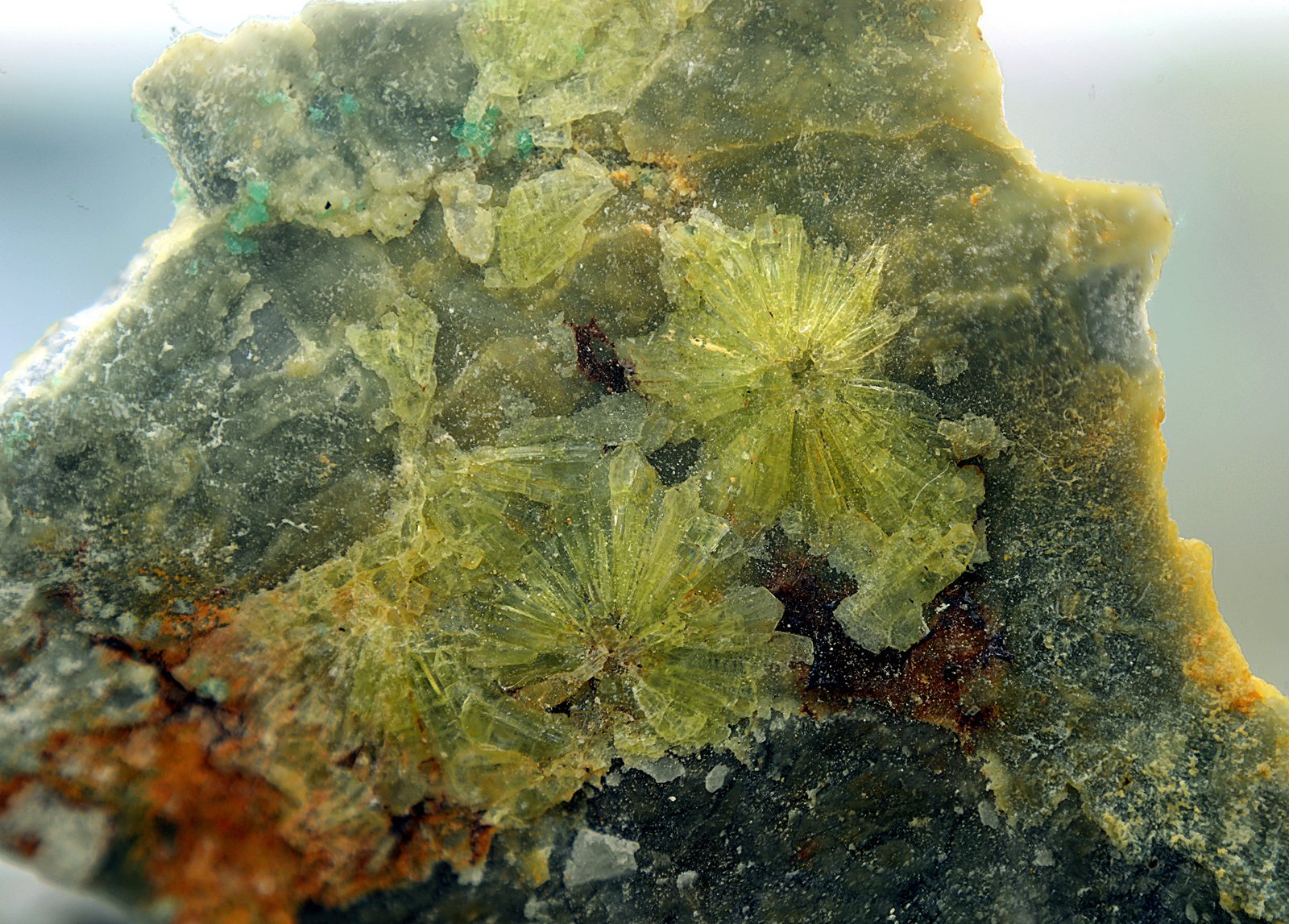 Wavellita
Enfoque de 12 mm.
(Autor: Antonio Carmona)