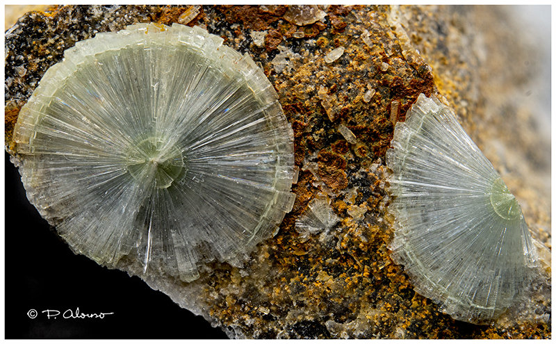 Wavellita
7 mm
(Autor: Pere Alonso)