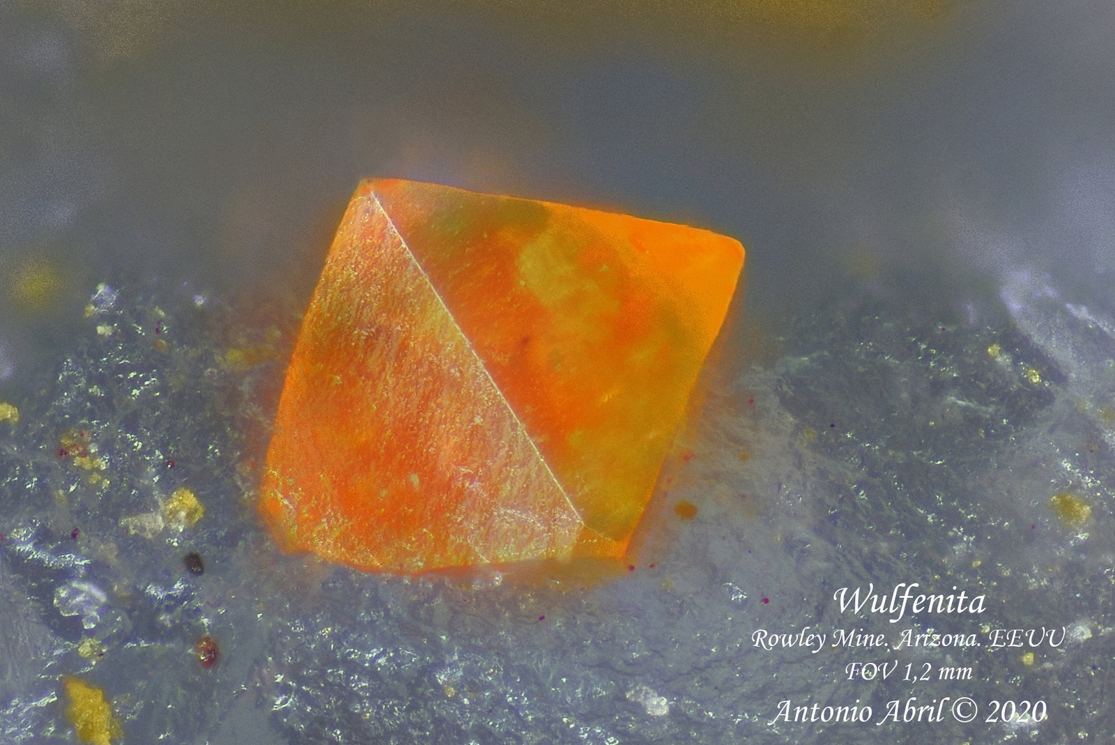 Wulfenita
1.2 mm
(Autor: Antonio Abril)