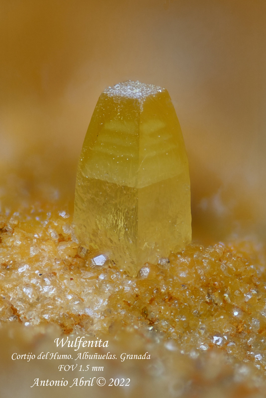 Wulfenita
1.5 mm
(Autor: Antonio Abril)