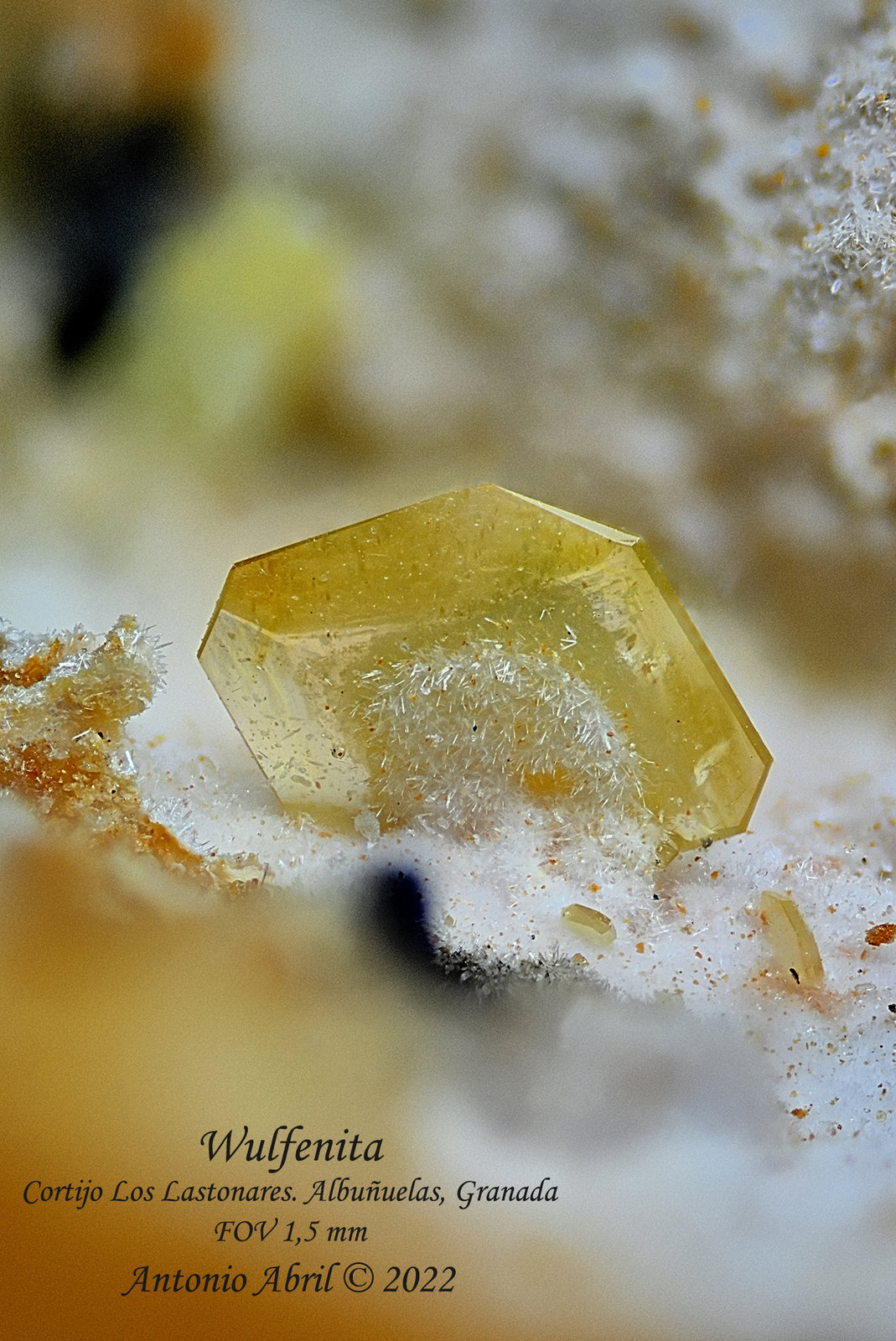 Wulfenita
1.5 mm
(Autor: Antonio Abril)