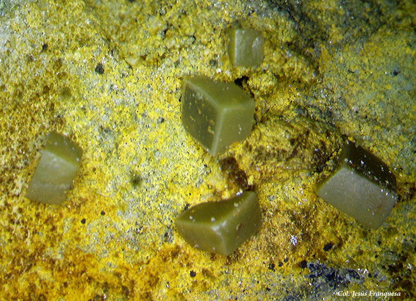 Wulfenita.
4´53x2´63 mm.
(Autor: Jesus Franquesa Baucells)