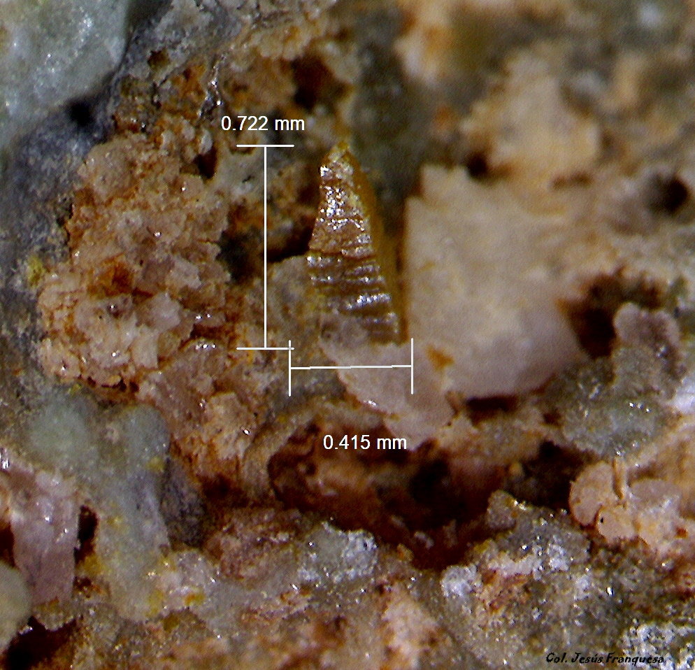 Wulfenita.
0´722 x 0´415 mm.
(Autor: Jesus Franquesa Baucells)