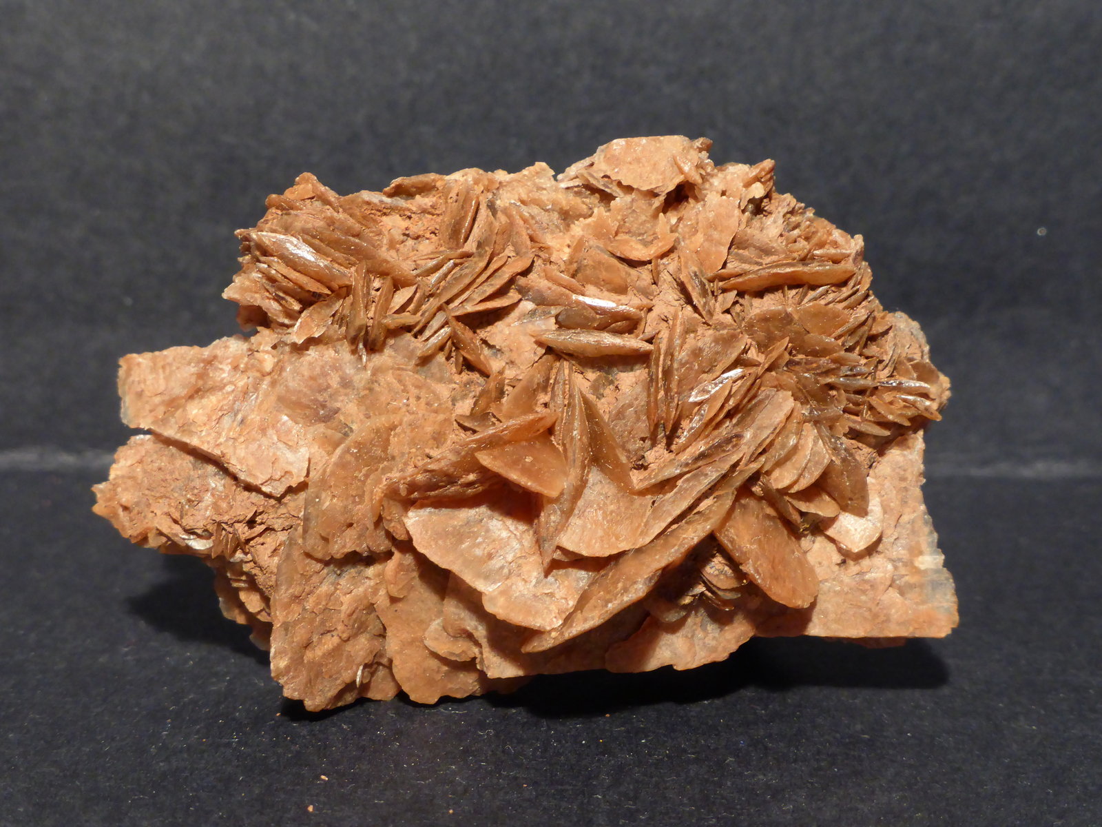 Yeso
5,5x3,5 cm
(Autor: Ander Ispizua Juan)