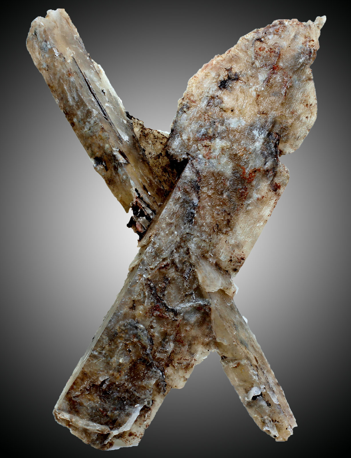 Yeso
100 x 60 x 8 mm.
(Autor: José Luis Zamora)