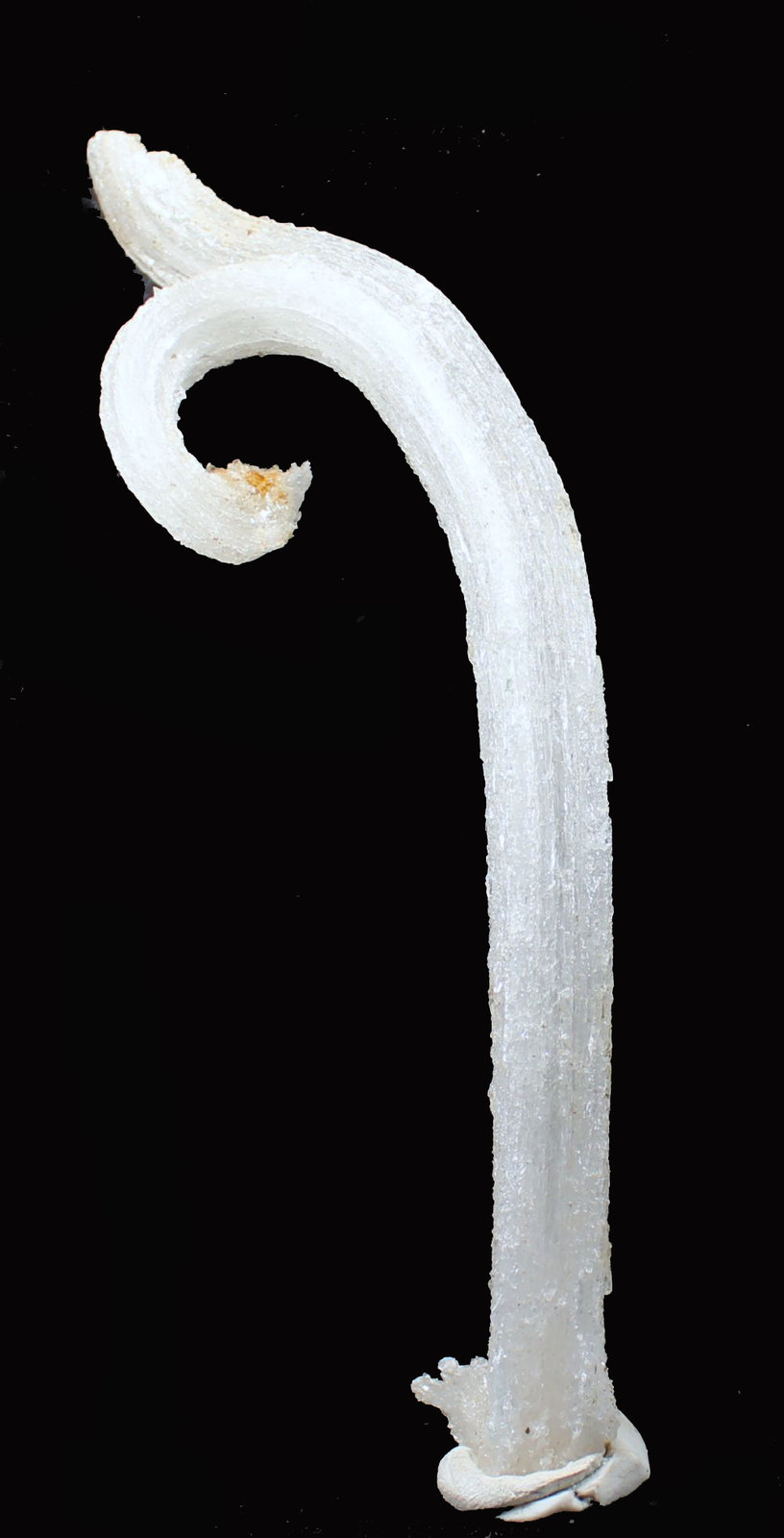 Yeso
120 x 10 x 10 mm
(Autor: José Luis Zamora)