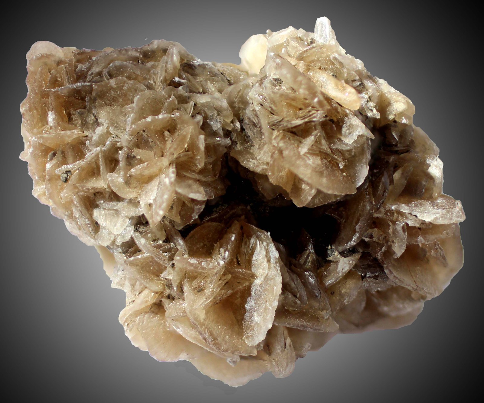 Yeso
44 x 37 x 32 mm.
(Autor: José Luis Zamora)