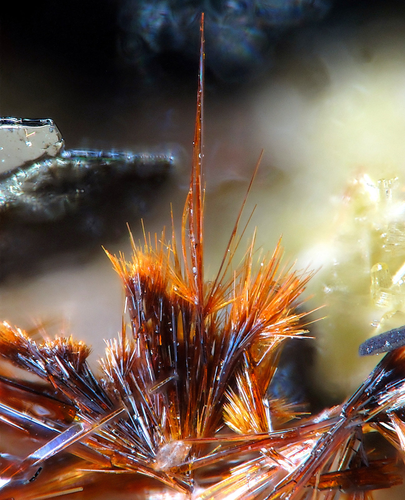 Yuanfuliita
fov 1.3 mm
(Autor: Jordi Fabre)
