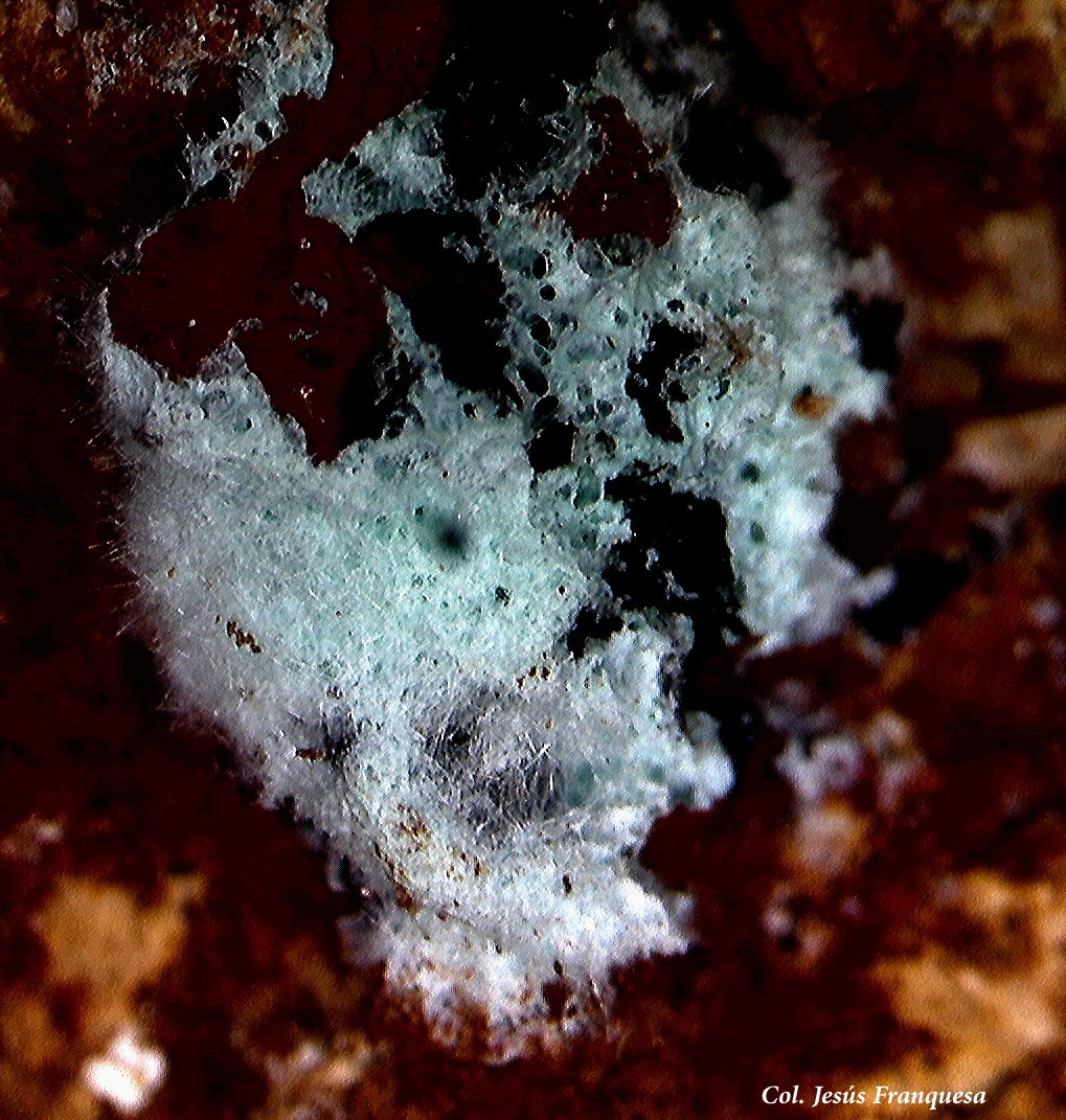 Zálesita
2´296x2´290 mm.
(Autor: Jesus Franquesa Baucells)